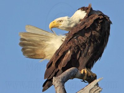 Bald Eagle – Preening - March 2010