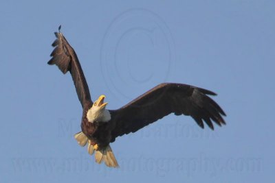 _MG_1501 Bald Eagle.jpg