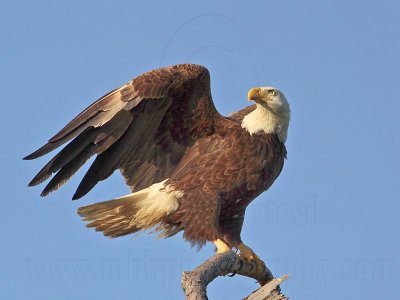 _MG_1602 Bald Eagle.jpg