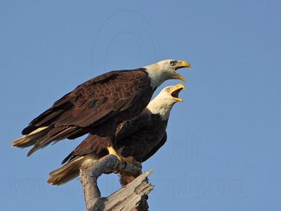 Bald Eagle – Pair calling on perch - March 2010