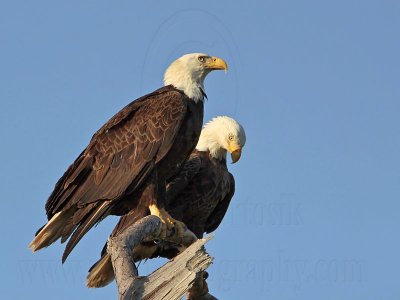 _MG_1763 Bald Eagle.jpg