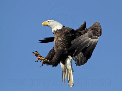 _MG_9815 Bald Eagle.jpg