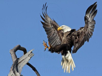Bald Eagle – Landing on perch – Baytown March 2010