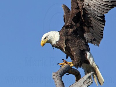 _MG_9819 Bald Eagle.jpg