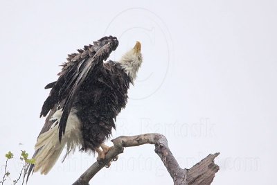 _MG_5081 Bald Eagle.jpg