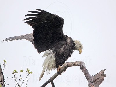 _MG_5092 Bald Eagle.jpg