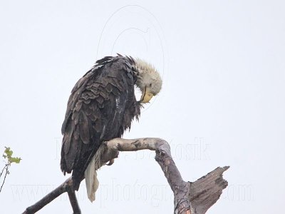 _MG_5731 Bald Eagle.jpg