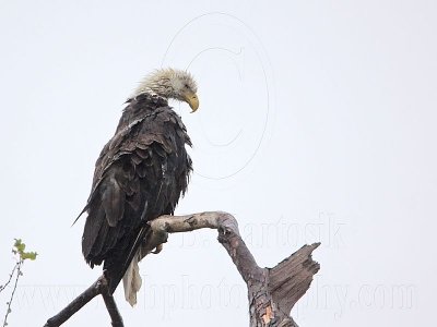 _MG_5754 Bald Eagle.jpg