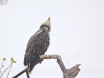 _MG_6096 Bald Eagle.jpg