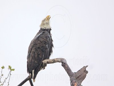 _MG_6171 Bald Eagle.jpg