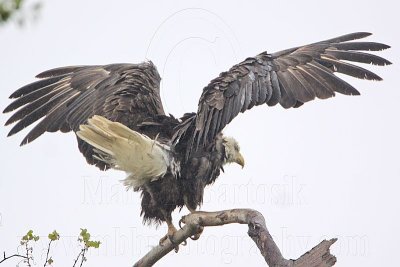 _MG_6408 Bald Eagle.jpg