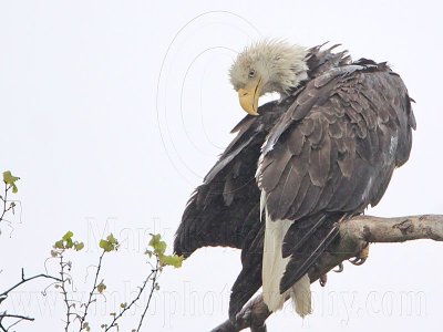 _MG_6498 Bald Eagle.jpg