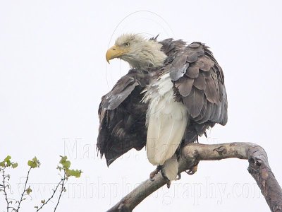 _MG_6516 Bald Eagle.jpg