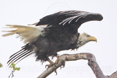 _MG_6698 Bald Eagle.jpg