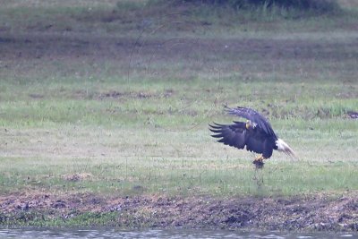 _MG_6832 Bald Eagle.jpg