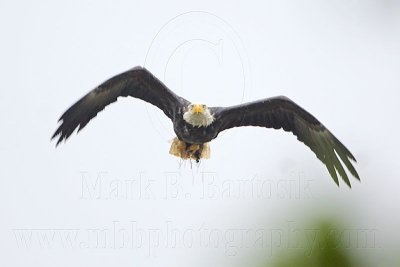 _MG_6997 Bald Eagle.jpg