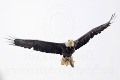 _MG_8068 Bald Eagle.jpg