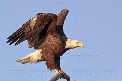 _MG_9112 Bald Eagle.jpg
