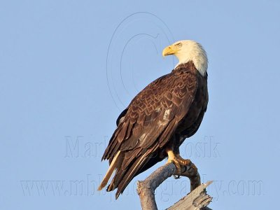 _MG_9373 Bald Eagle.jpg