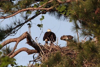 _MG_0880 Bald Eagle.jpg