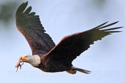 _MG_0981 Bald Eagle.jpg