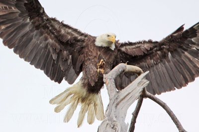 _MG_5129 Bald Eagle.jpg