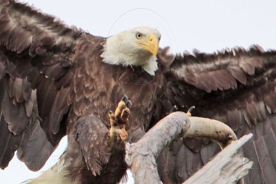 _MG_5129crop Bald Eagle.jpg