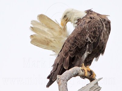 _MG_5446 Bald Eagle.jpg