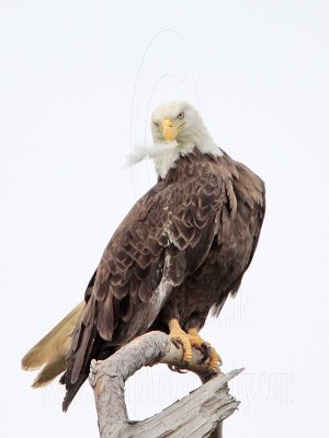 _MG_5456 Bald Eagle.jpg