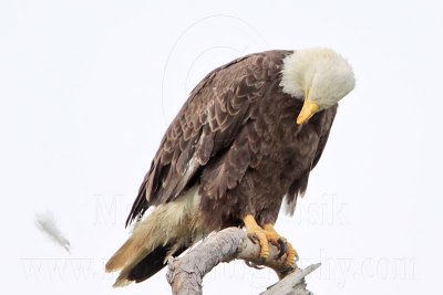 _MG_5466 Bald Eagle.jpg