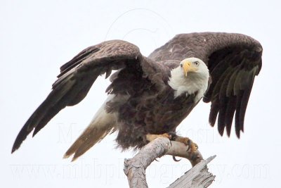 _MG_6450 Bald Eagle.jpg