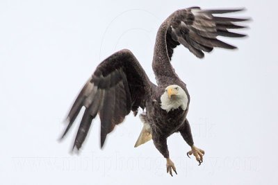 _MG_6453 Bald Eagle.jpg