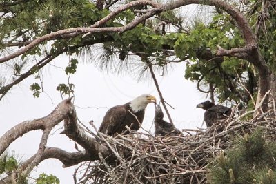 _MG_6659 Bald Eagle.jpg