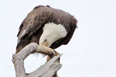 _MG_6979 Bald Eagle.jpg