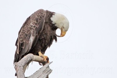 _MG_7110 Bald Eagle.jpg