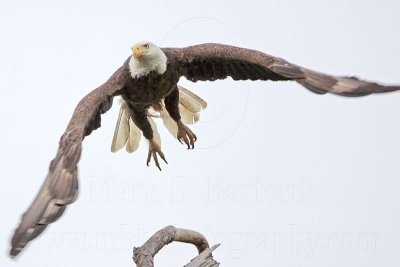 _MG_7167 Bald Eagle.jpg