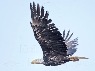 _MG_1322 Bald Eagle.jpg