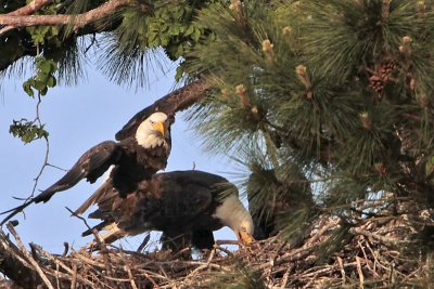 _MG_0671 Bald Eagle.jpg