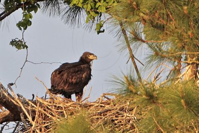 _MG_1588 Bald Eagle.jpg