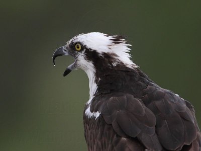 _MG_5833 Osprey.jpg
