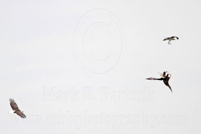 _MG_9725 Osprey - Bald Eagle.jpg