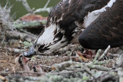 _MG_1140 Osprey.jpg