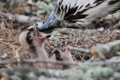 _MG_1140crop Osprey.jpg