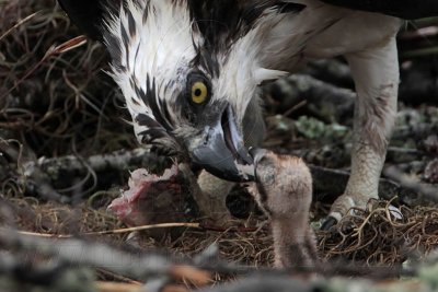 _MG_4727 Osprey.jpg