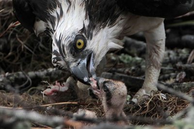 _MG_4820 Osprey.jpg