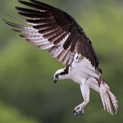 _MG_5935 Osprey.jpg