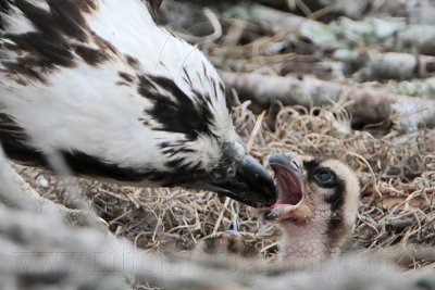 _MG_8876 Osprey.jpg