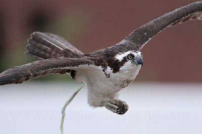 _MG_9627 Osprey.jpg