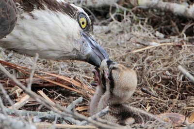 _MG_0618 Osprey.jpg