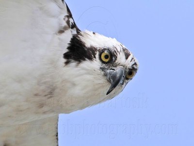 _MG_0837 Osprey.jpg